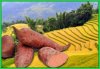 vforum.vn-133676-10314036-755445197841065-2296871590814340002-n.jpg