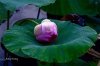 0d4898aa1849e16bb8bdf12fb133a348.0.jpeg