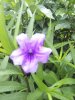 IMG_20180624_104249.jpg