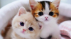 upload_2021-12-15_18-51-19.png