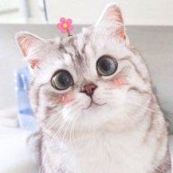 mèo lười282