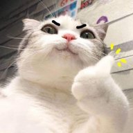 meoconcucxuc210