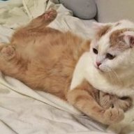 Nhất Mộng Điềm Điềm