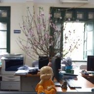 hoa bỉ ngạn 2021