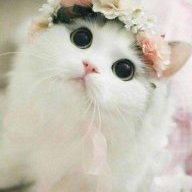 Vuốt Mèo