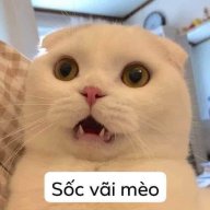 Mèo Con Ba Lá