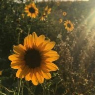 Tịnh Đồng Đồng