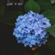 Thanhhienpham
