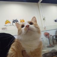 Tất cả đều ngớ ngẩn