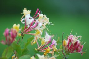 Honeysuckle