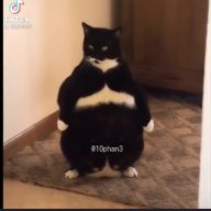 Gấu uống rượu vang