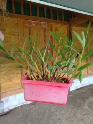 Anh pa
