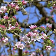 Thích Ngôn Tình TBTN