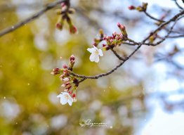tranlinh.flytohigher
