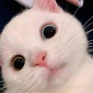 Qinh Anh