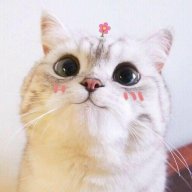Hiing Hiing