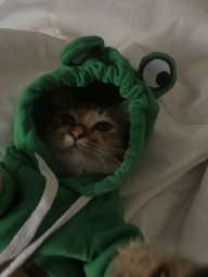 Toilamotconmewmew