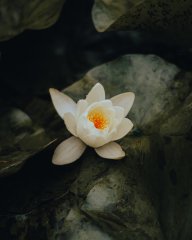 diunguyen26