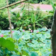 Blue Lotus