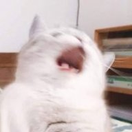 linhan190302