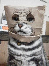 Borgu