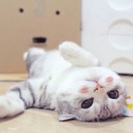 Su Hi
