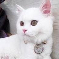 Thanhhien2311