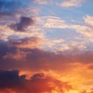 mèo bình thường