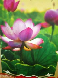 Sống nhân hậu 16