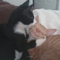 Hạ Băng Liên Chi