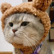 hn.ngnhu