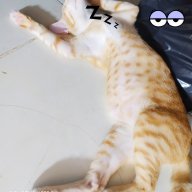 Dạ Vũ Thiên Không