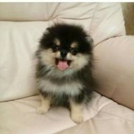 PhượngMmmmmmmmm