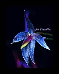 The Calantha