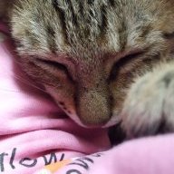 Hải Anh là tớ đây