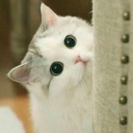 linhlinhtn