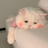 hphuongg221208