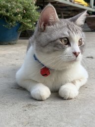 Mèo con sợ chuột