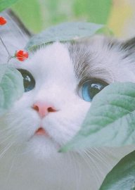 Mặc Mặc
