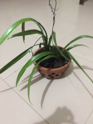 Bảo Ngọc Khánh Linh