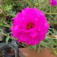 Thiên Nguyệt Hồ