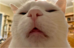 Tô Đình Đình
