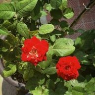 lelinh20086a