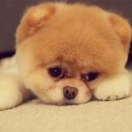 Cún con bị mất ngủ
