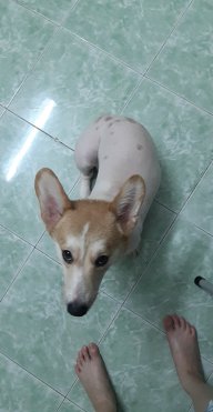 Lục Trà