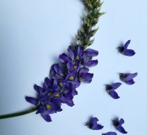Wisteria