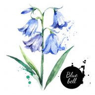 Bluebell