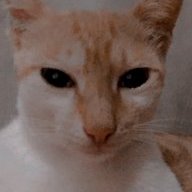 Jadengoc