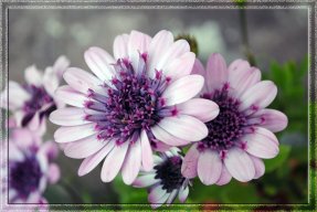 Pink-Autumn