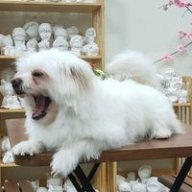 Bông Bun